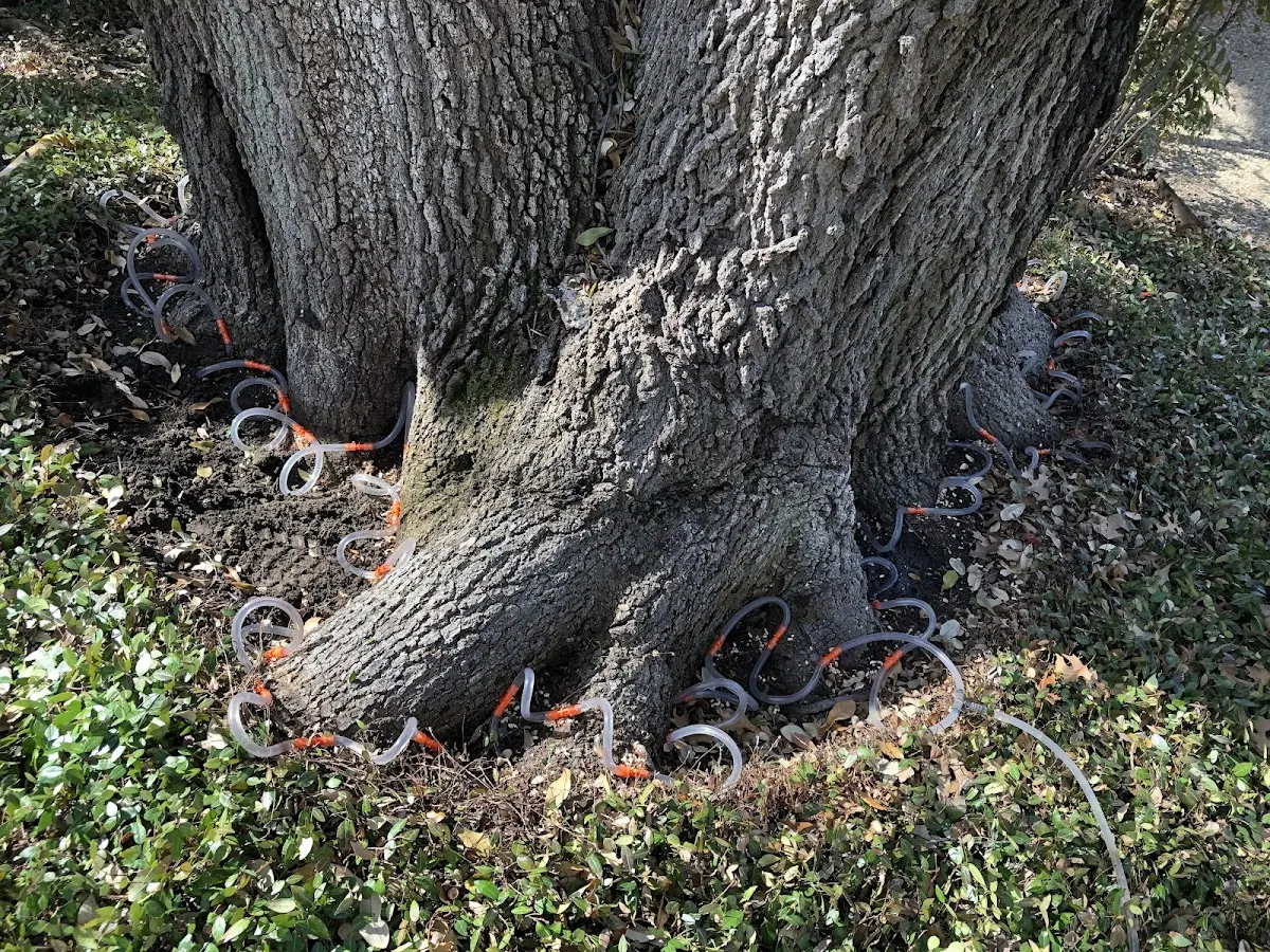 Detailed Tree Cabling and Bracing job site in Badin