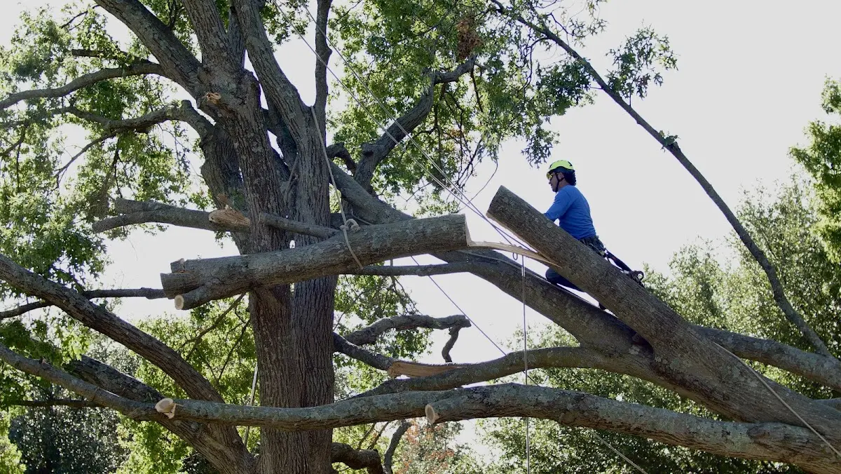 Professional Crown Thinning performed by certified arborists in Badin