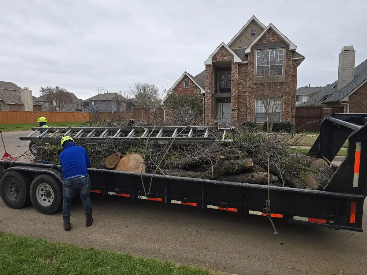 Expert Tree Pest Control with proper safety equipment in Badin